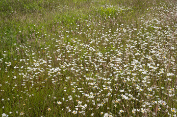 Wild daisies blooming in a summer meadow: creating a peaceful landscape