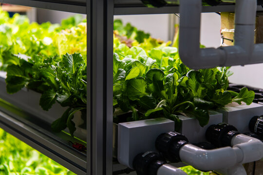 indoor hydroponics of lettuce