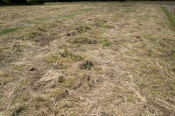 Dry grass covering field after harvest creating hay bales