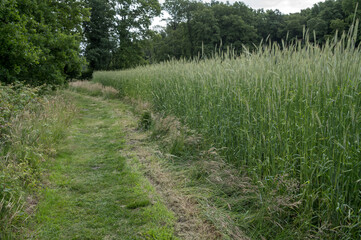 Grassy path entering a field of rye on an overcast day