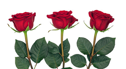 Three red roses with green leaves and stems isolated against a black background in a studio shot