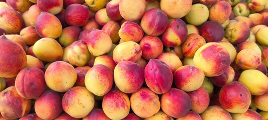 A pile of fresh ripe peach fruits.