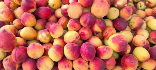 A pile of fresh ripe peach fruits.