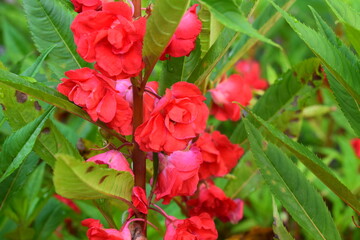 bunga pacar air or impatiens balsamina 