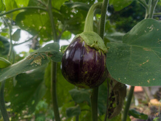 Purple eggplants on the tree waiting to be harvested and consumed. Eggplant or brinjal (Solanum melongena)