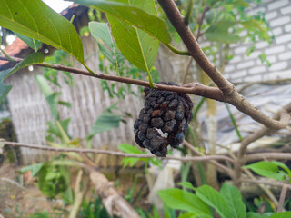 Dried and rotten soursop fruit hanging from the tree. Annona Squamosa, Srikaya