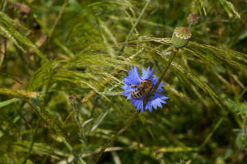 Kornblume mit Biene
