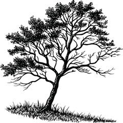 Obraz premium Here's a concise description for your image:A lone black tree silhouette vector with intricate bare branches stands against the sky, perfect for nature or forest designs