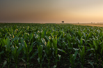  Sunrise over a field of young corn.