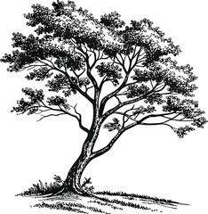 Obraz premium A tree silhouette vector with visible roots beautifully illustrates the bare branches of a plant in nature, perfect for decoration or a drawing in any season