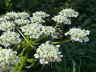 white flowers in the garden