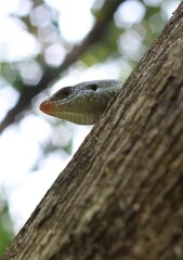 Tree-Dwelling Lizard Peeking from Tree Trunk in Natural Habitat