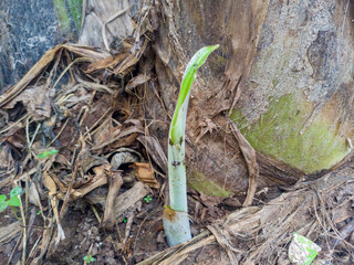 Banana tree seedlings, cultivated banana tree shoots. Banana tree shoots grow next to a large banana tree