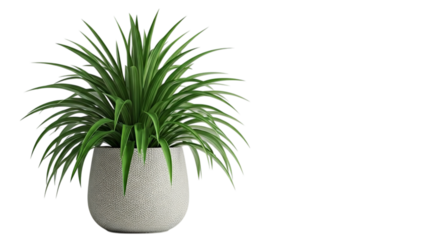 A spider plant in a white textured pot with long green leaves against a black background space