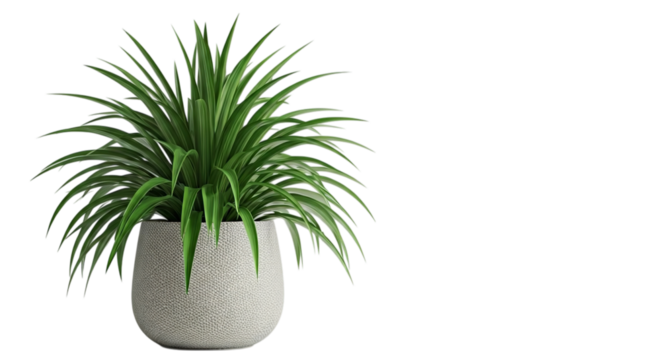 A spider plant in a white textured pot with long green leaves against a black background space