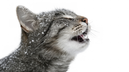 Grey cat is exhaling in chilly surroundings, snowflakes are visible on its fur, transparent background allows for easy integration into different projects