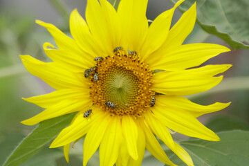 Fototapeta premium Foto de Flor de Gira Sol em Cunha