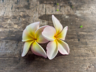 Close up of Plumeria Alba or White Frangipani. This flower is also called Frangipani flower in Indonesia. White Mediterranean flower.