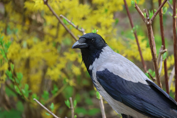 Hooded crow close-up with yellow spring flowers in the background.