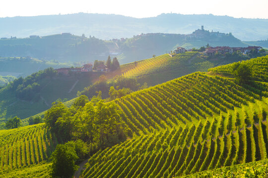 Vineyards in Piedmont, Italy, grow grapes for world-renowned wines