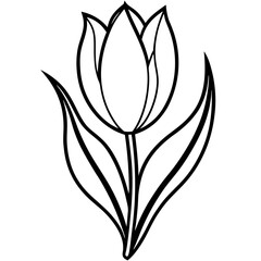 Elegant Tulip Flower Illustration on a Clean White Background Perfect for Spring and Floral Designs in