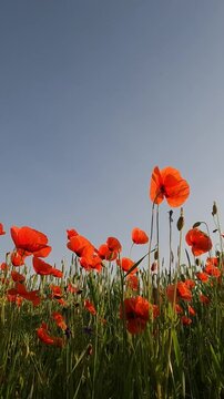 field of poppies and blue sky. poppy field in the morning. red poppies near a wheat field. poppies on a wheat field. field road at dawn. green wheat at dawn
