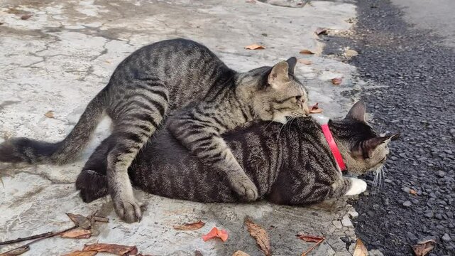 Two gray and black male and female cattails are having sex on the side of the road