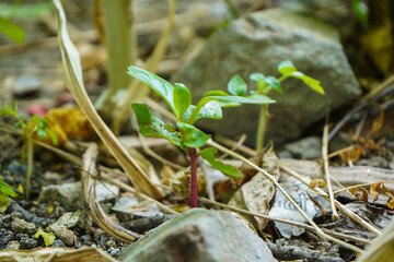 green moss growing on the ground