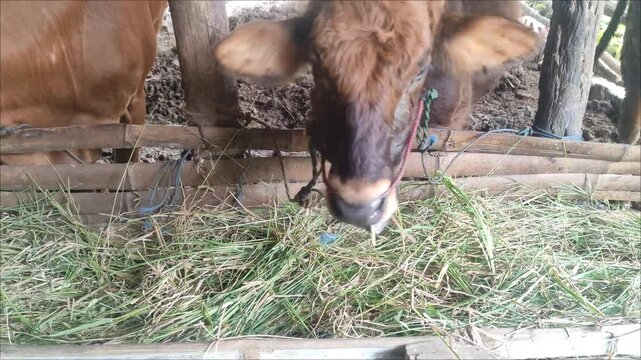Cows eating grass on the farm. Close-up of a cow eating fresh green food in the barn. Organic livestock breeding. Brown and black cows in the barn of the farm eating green grass