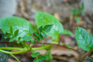 green sprout in the garden