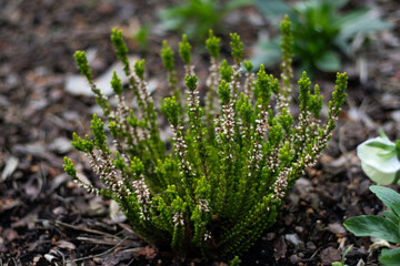 Close-up of a fresh green heather plant with tiny white flowers blooming among spiky foliage, growing outdoors in brown mulch-covered garden soil.