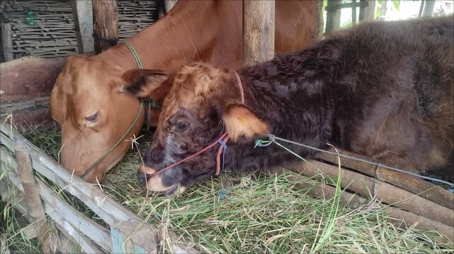 Stock Video ID: 3768712579

Cows eating grass on the farm. Close-up of a cow eating fresh green food in the barn. Organic livestock breeding. Brown and black cows in the barn of the farm eating green 