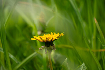 Close-up of a dandelion, revealing its delicate structure and fine details. A symbol of lightness and change, this macro view captures the natural beauty of a fleeting moment in nature.

