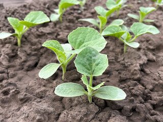 Seedlings sprouting from the earth in a vegetable garden