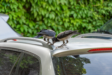 Two crows sit on the roof of a car, pecking curiously. Dense green vegetation is in the background.