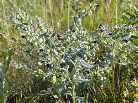 A cluster of wildflowers Nonea Pulla in a sunlit meadow