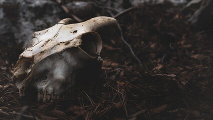 the head of a goat with horns, lies in the forest among the fallen last year's dry leaves of oak and willow.