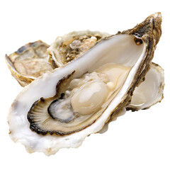 An oyster on a half shell isolated on a transparent background
