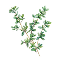 watercolor vector of A Thyme Plant, high quality, isolated on a white background.