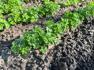 Rows of Fresh Parsley Growing in a Garden