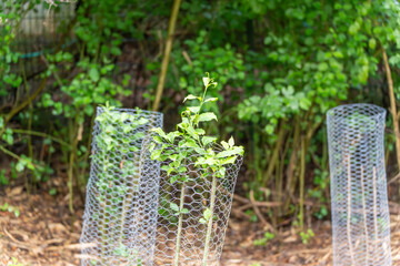 Young plants grow protected in wire mesh in the forest. The fresh shoots protrude beyond the...