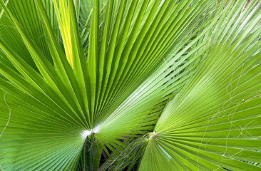 Washingtonia robusta or Mexican fan palm tree green leaves close up.Tropical plants,summer,relax  concept,nature background for design.