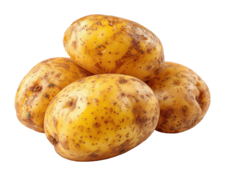 Harvesting fresh potatoes nutritional benefits cooking tips and storage methods kitchen informative