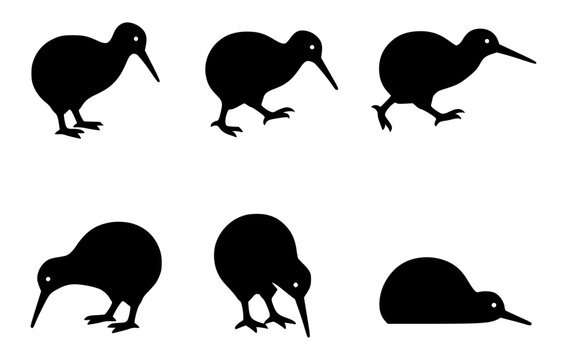 A collection of kiwi bird silhouette. Kiwi bird walk in different pose, vector graphic