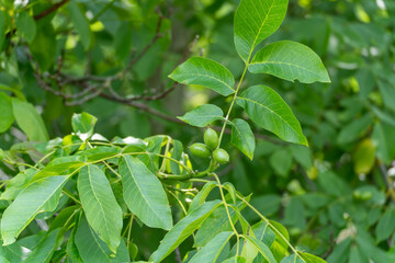 Green walnuts hang on the tree, surrounded by many large leaves. The lush green dominates the image.