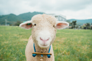 Playful sheep in a lush green field, Batu, Malang, Indonesia