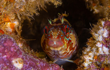 Coral fish portrait