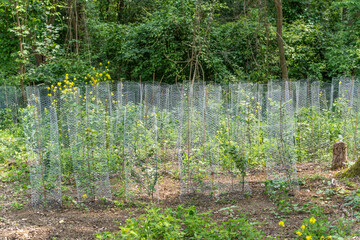 Numerous young plants grow protected by wire mesh in the forest. The system serves to protect the...