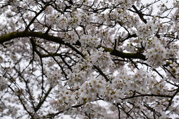 Close-Up of White Blossoms in Bloom