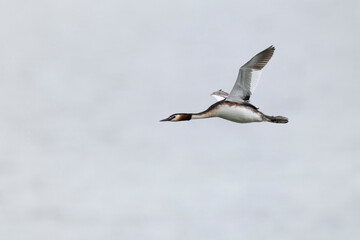 Adult great crested grebe (podiceps cristatus) in breeding plumage in flight
